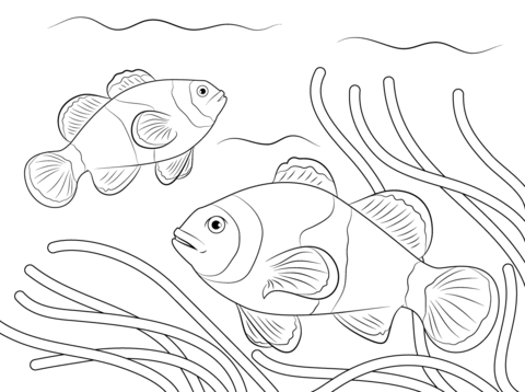 Ocellaris Clownfish Coloring Page